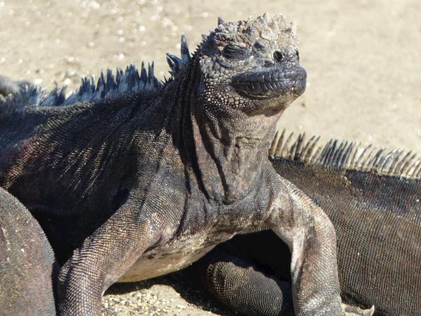 Ecuador and the Galapagos Islands wallking holiday