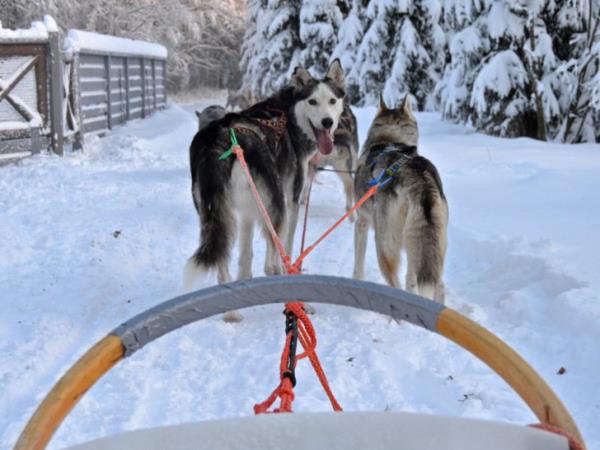 Guided winter holiday in Lapland