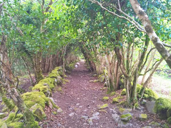 Kerry Way self guided walking holiday, Ireland