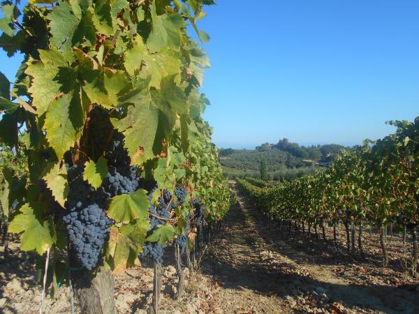 Chianti self guided cycling holiday in Italy