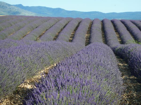 Cotes Du Ventoux cycling holiday in France