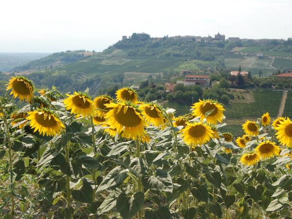 Piedmont self guided walking holiday in Italy