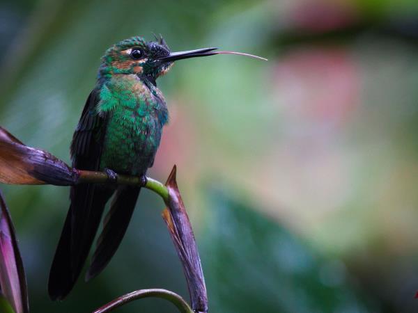 Costa Rica luxury small group holiday