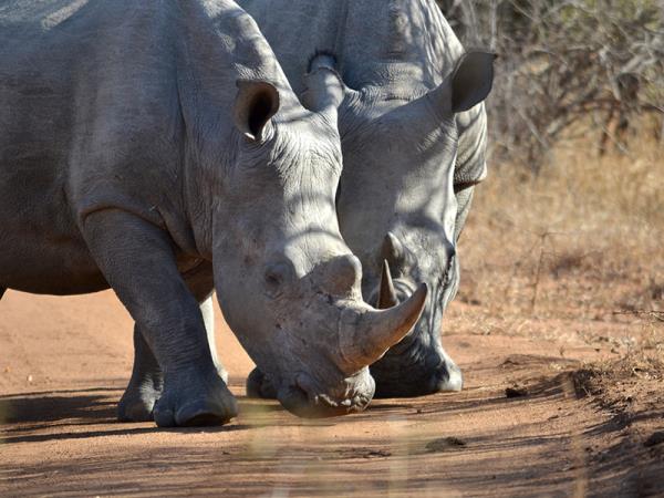 South Africa and Swaziland group tour