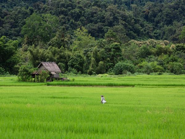 Laos hilltribes and jungles holiday