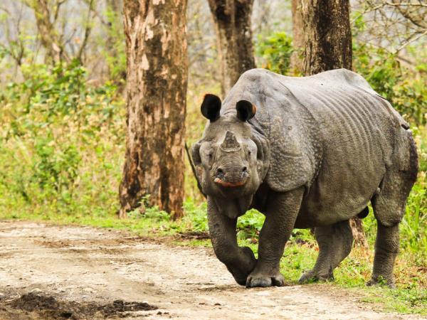 Highlights of Assam and Nagaland holiday