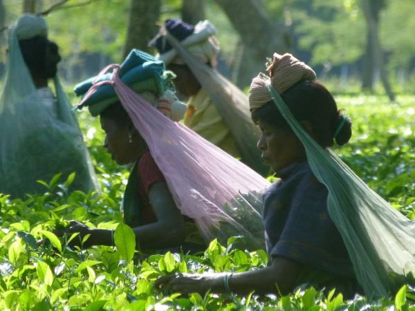 Highlights of Assam and Nagaland holiday