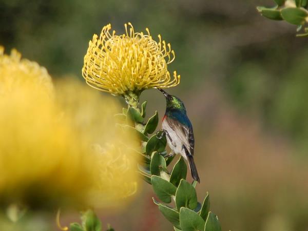 Southern Africa walking holiday