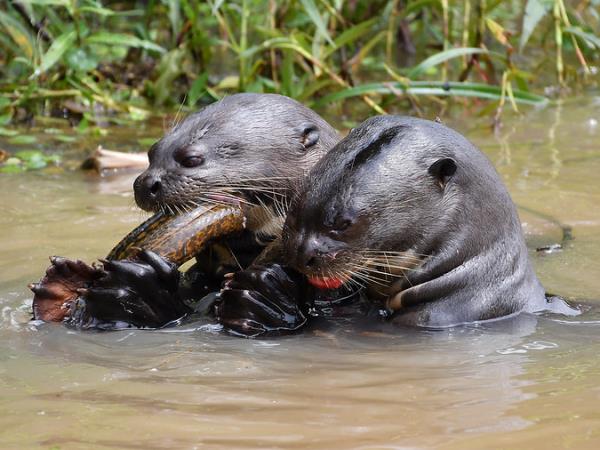 Brazil wildlife tour, jaguars and waterfalls