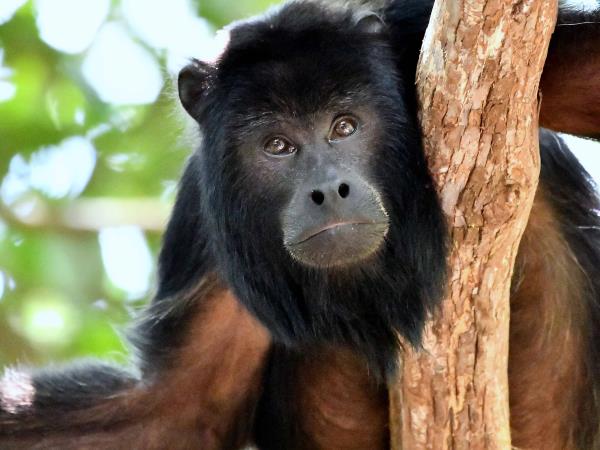 Brazil wildlife tour, jaguars and waterfalls