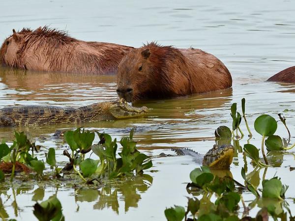 Brazil wildlife tour, jaguars and waterfalls