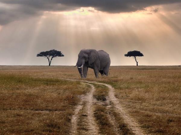 Kenya 5 day safari holiday