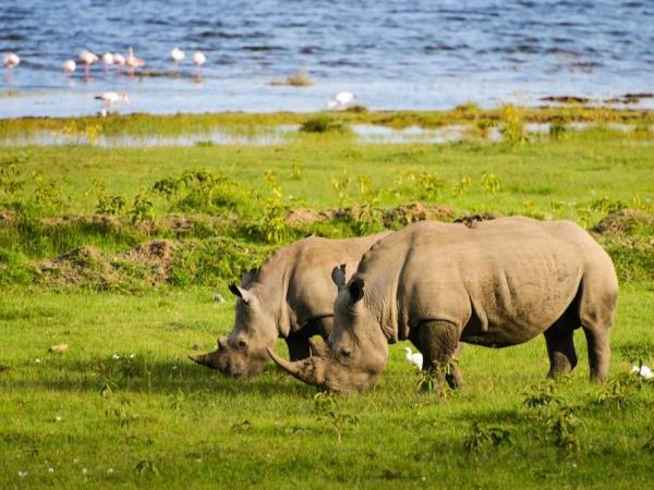 Kenya 5 day safari holiday
