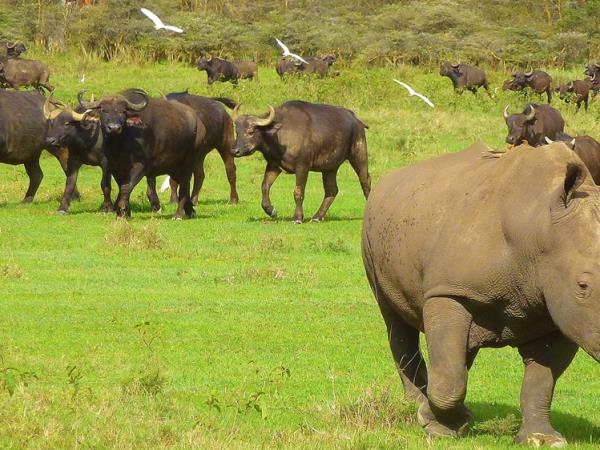 Kenya 5 day safari holiday