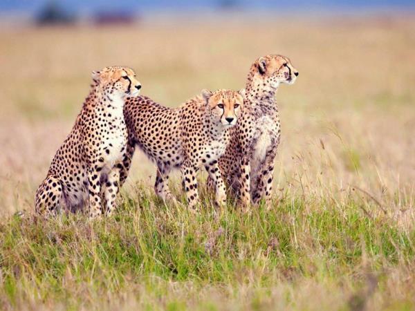 Kenya 5 day safari holiday