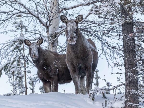 New year Northern Lights holiday, Sweden