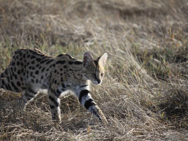 Kenya and Tanzania small group safari holiday