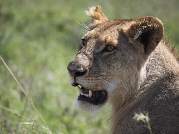 Kenya and Tanzania small group safari holiday