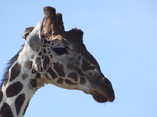 Kenya and Tanzania small group safari holiday