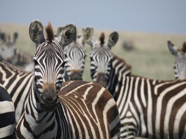 Kenya and Tanzania small group safari holiday