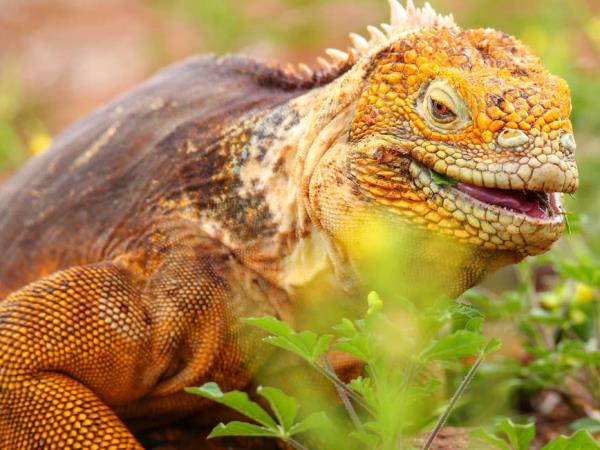 Small group holiday to Machu Picchu and Galapagos