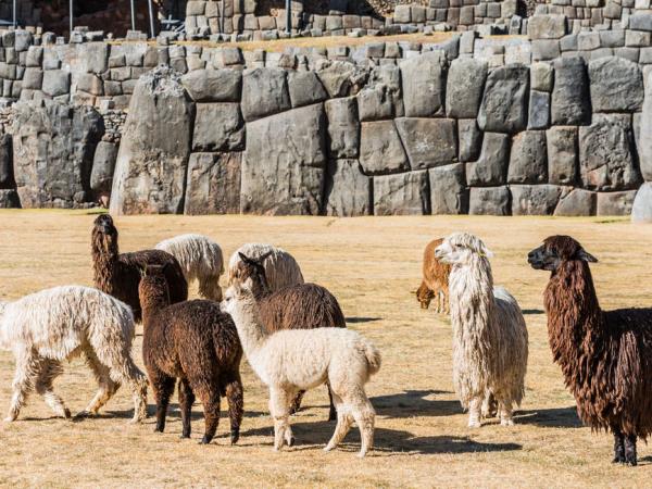 Small group holiday to Machu Picchu and Galapagos