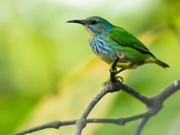 Costa Rica luxury tailormade holiday