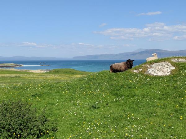 Iona painting & walking holiday