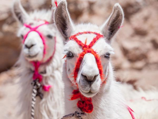 Peru and Boliva grand tour