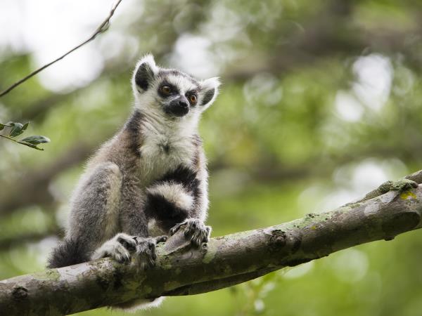 Madagascar and Mauritius holiday