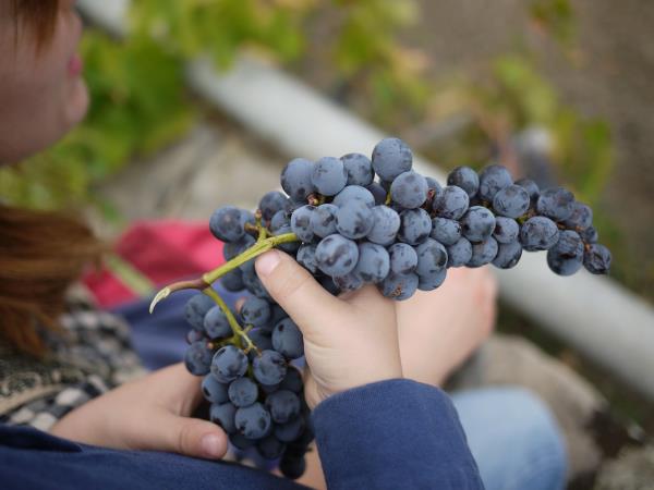 Sicily food and wine holiday