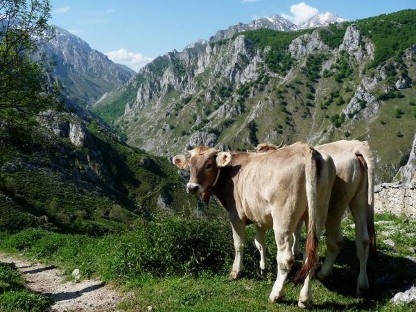 Walking in the Picos de Europa holiday