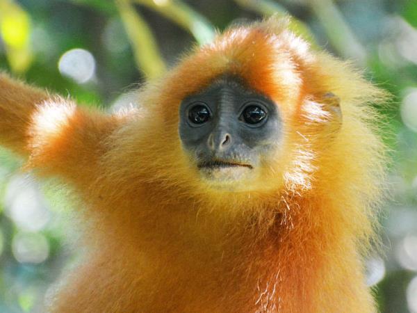 Borneo wildlife highlights holiday