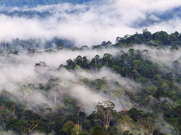 Borneo wildlife highlights holiday