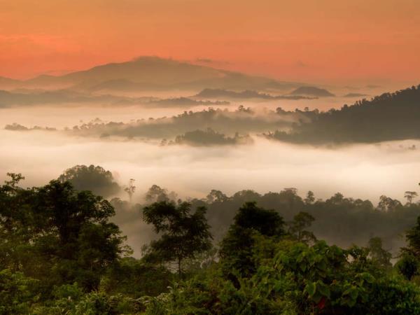 Borneo wildlife highlights holiday