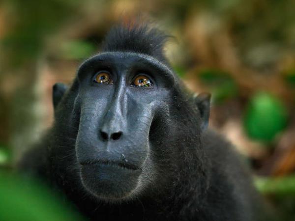 Borneo wildlife highlights holiday