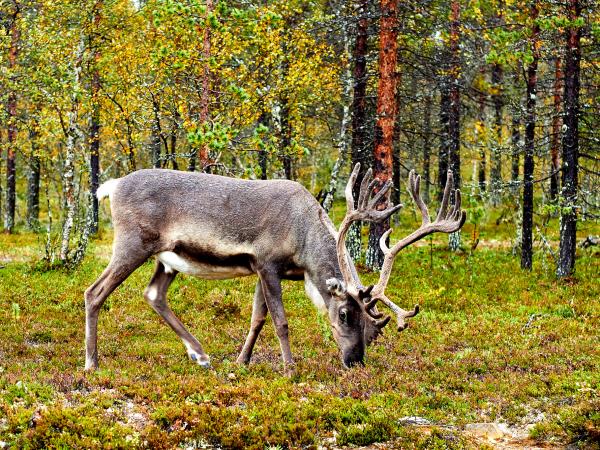 Wildlife tour in Finland