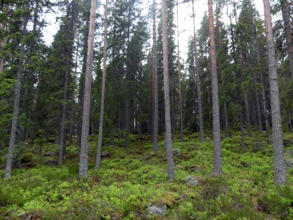 Wildlife tour in Finland