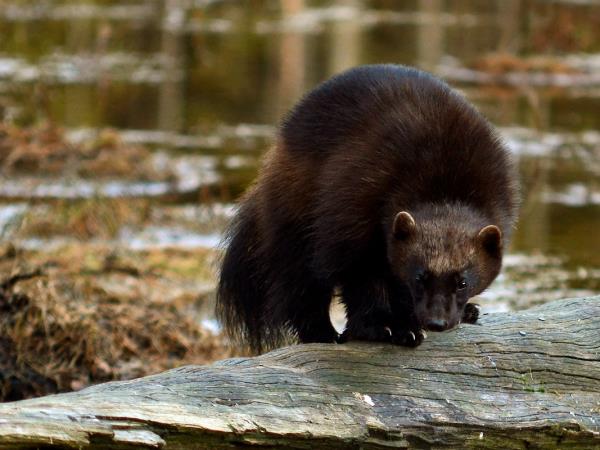 Wildlife tour in Finland