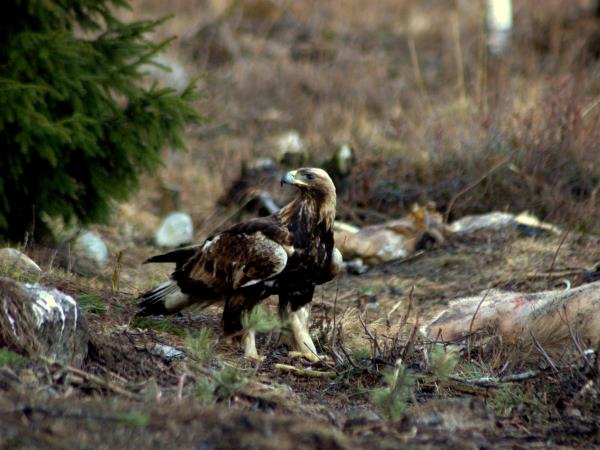 Wildlife tour in Finland