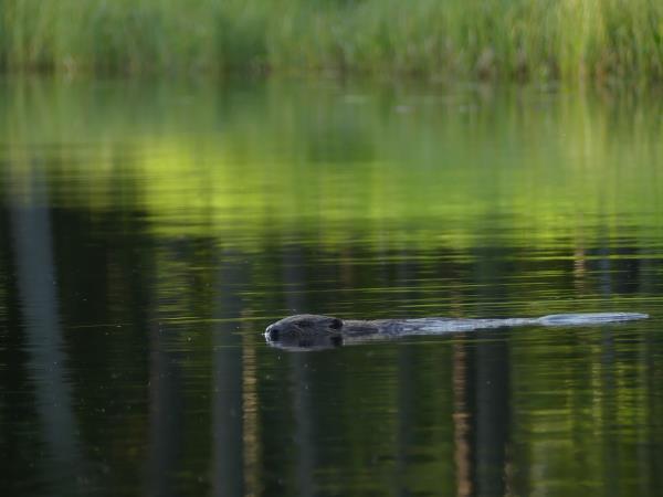 Wildlife tour in Finland