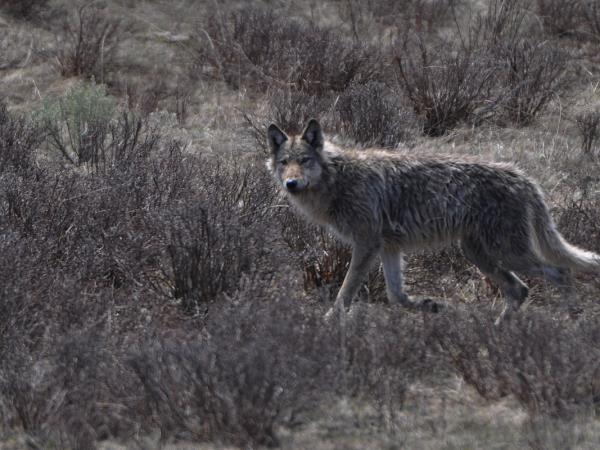 Wildlife tour in Finland