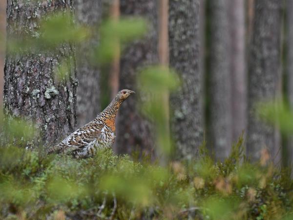 Wildlife tour in Finland
