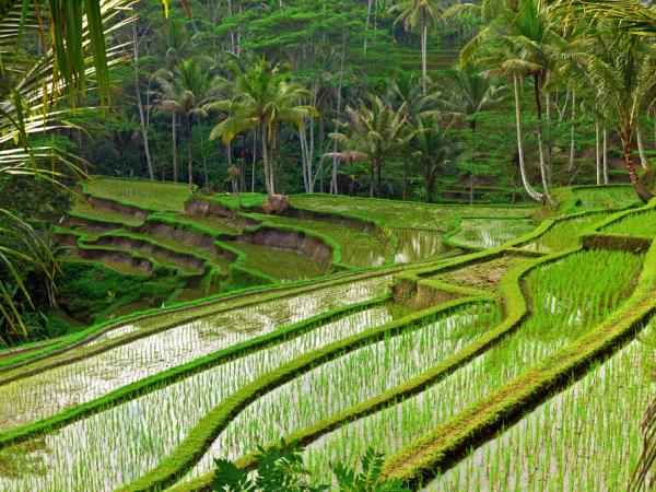 Java group tour