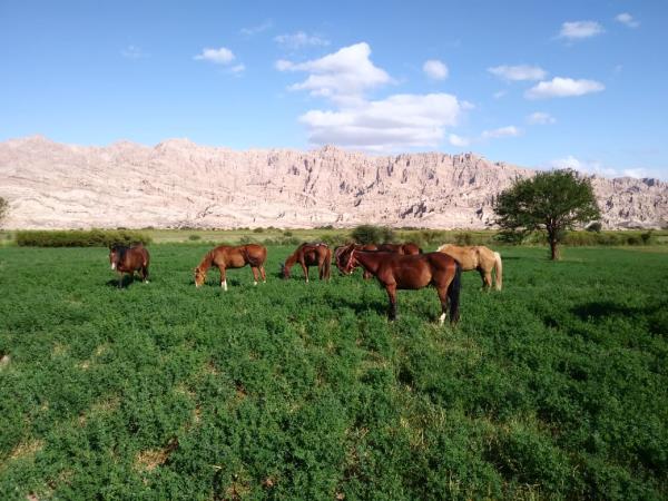 Argentina horse riding holiday, Lerma Valley to Calchaqui Valley