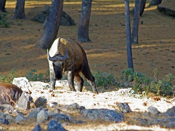 Nepal and Bhutan 15 day tour