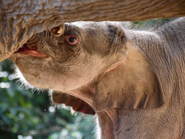 Thailand elephants and Karen hilltribe stay