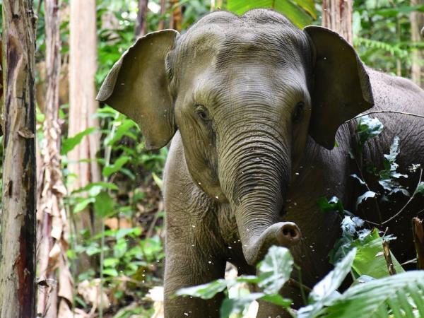 4 day Thai cultural stay and elephant watching