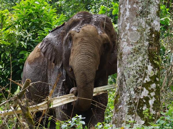 Thailand elephants and Karen hilltribe stay