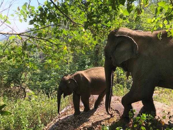 Elephant conservation volunteering in Thailand